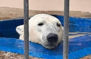Доживать свои годы старого больного медведя отправили в Москву