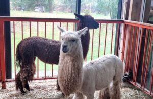 На «Городской ферме» ВДНХ прибавление из десяти альпак: работники надеются на образование пар