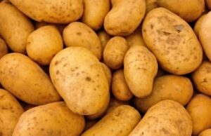 Knowridge: Может ли картофель повысить кровяное давление
