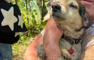 В Москве нору бобра разрушили и-за любопытной собаки