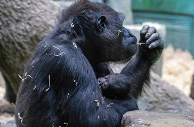 detenysha-gorilly-nazvali-v-chest-ego-maloj-rodiny-140f2d6