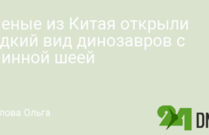 Ученые из Китая открыли редкий вид динозавров с длинной шеей