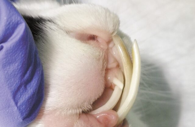 kroliku-s-anomalno-dlinnymi-zubami-pomogli-stolichnye-veterinary-8e026fc
