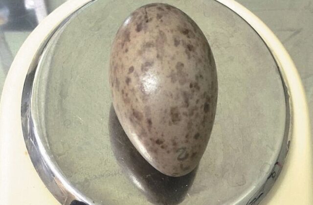 moskovskim-ornitologam-doverili-vysizhivat-jajca-redkogo-zhuravlja-2e266c3