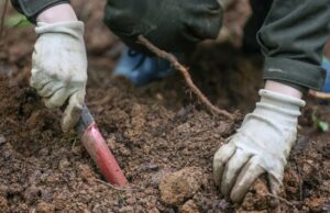 Начаты раскопки на месте захоронения останков почти 800 младенцев