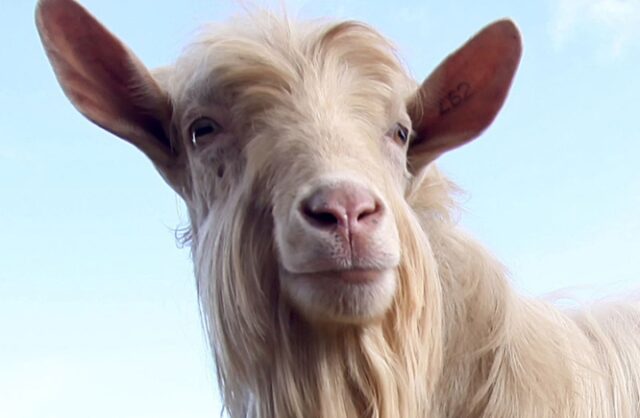 redchajshij-vallijskij-kozel-pojavivshijsja-na-ferme-glavnoj-vystavki-zhdet-v-gosti-malenkih-moskvichej-3973048