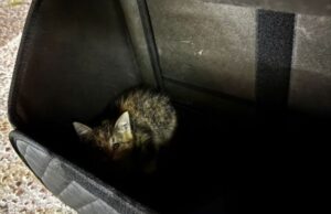 Москвичка рассказала про спасение котят, которые залезли под капот ее машины