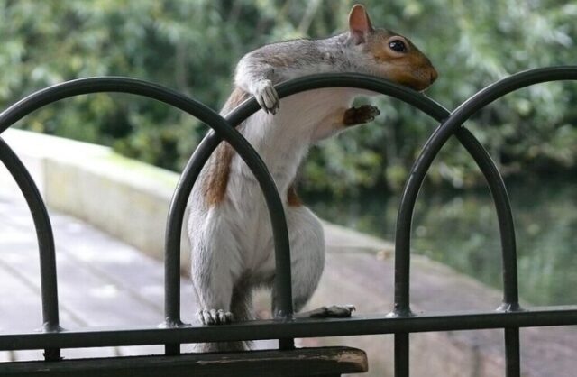 zombi-belki-s-sochashhimisja-jazvami-napugali-polzovatelej-socsetej-7029426