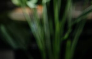 И целого мира манго: коллаборация Stars Coffee и Raffaello