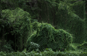 Анхела Копелло. Совершенство