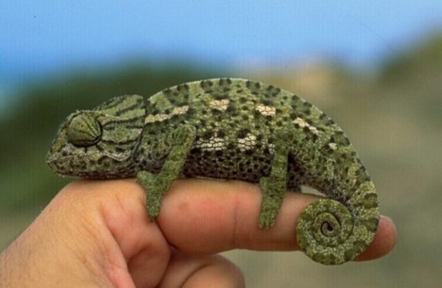 vyjasnilos-sostojanie-zverej-ekzotov-izjatyh-na-nelegalnoj-vystavke-19c298a