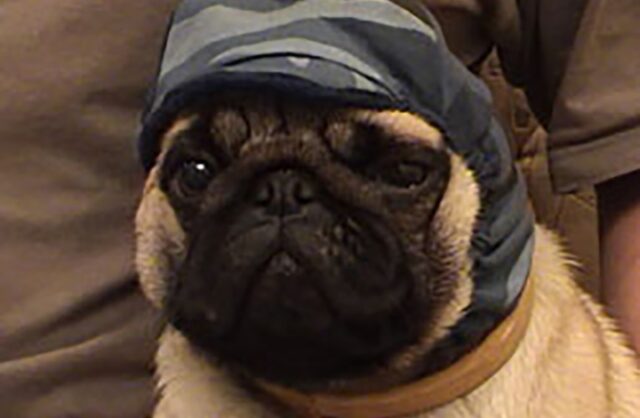 sobaka-pogibla-vo-vremja-strizhki-kogtej-v-elitnom-gruming-salone-v-centre-moskvy-07d1370