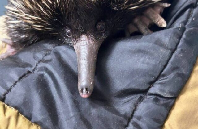 v-moskvu-priehal-zverek-odinochka-iz-avstralii-d9f4cfc