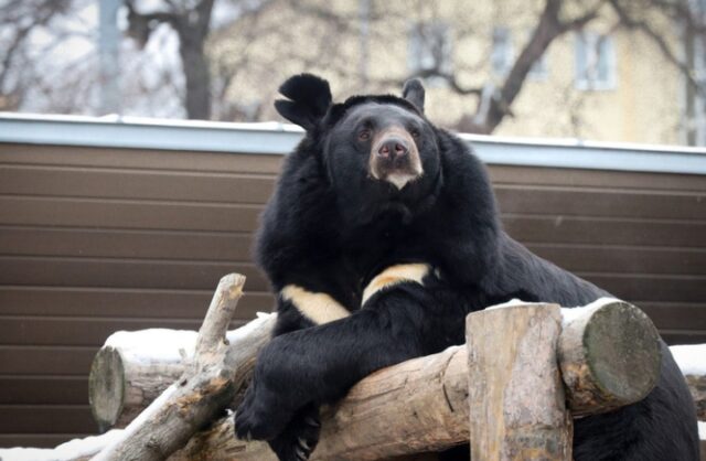 zoologi-rasskazali-pro-medvedja-vasju-kotoryj-vpervye-za-tri-goda-vpal-v-spjachku-3e74b6f