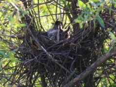 Московские ушастые совы намекнули на приход весны: стали вить гнезда