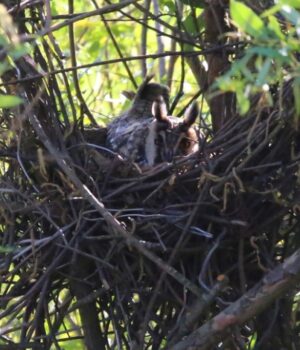 Московские ушастые совы намекнули на приход весны: стали вить гнезда