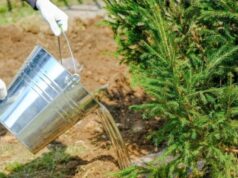 В акции «Сад памяти» примут участие не менее 20 стран