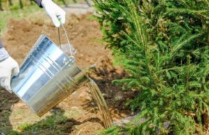 В акции «Сад памяти» примут участие не менее 20 стран