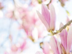 Поздравляем с Международным женским днём!