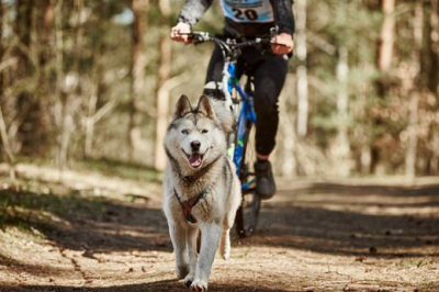 Танцы с собаками &ndash; что это за спорт, как научить собаку танцевать, личный опыт Гелены Зыряновой