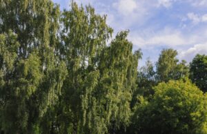 The Bassein в Сокольниках открыл летний сезон